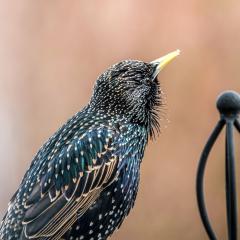 Home, Starling