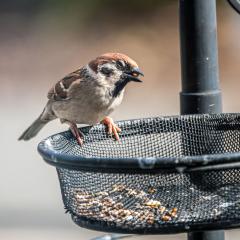 Home, Sparrow