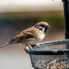 Home, Sparrow