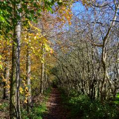 04Nov20, Cycle, Givendale, Walk