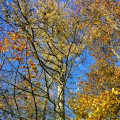 04Nov20, Cycle, Givendale, Walk