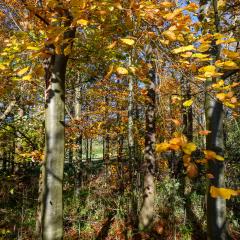 04Nov20, Cycle, Givendale, Walk