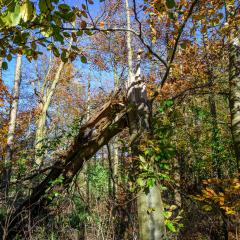 04Nov20, Cycle, Givendale, Walk