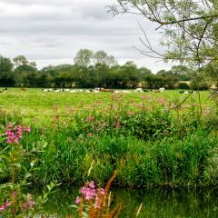 6Aug20, Sutton on Derwent, Walk