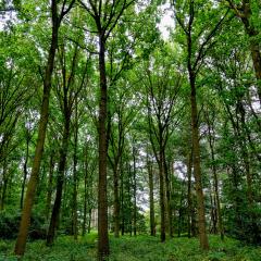 6Aug20, Sutton on Derwent, Walk