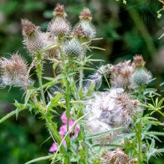 6Aug20, Sutton on Derwent, Walk