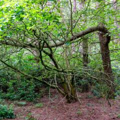 6Aug20, Sutton on Derwent, Walk
