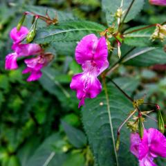 6Aug20, Sutton on Derwent, Walk