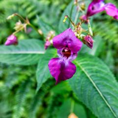 6Aug20, Sutton on Derwent, Walk