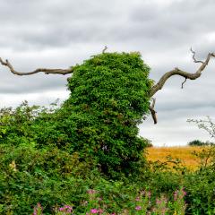 6Aug20, Sutton on Derwent, Walk