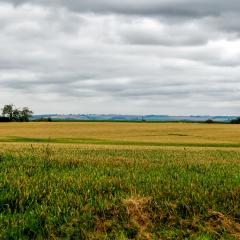6Aug20, Sutton on Derwent, Walk