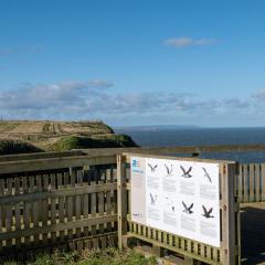 Bempton Cliffs, RSPB