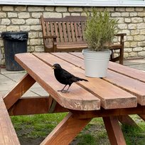New Inn, Pickering, Pub