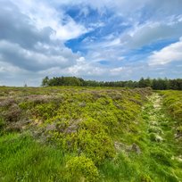 Cawthorne Roman Camp, Pickering