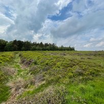 Cawthorne Roman Camp, Pickering