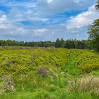 Cawthorne Roman Camp, Pickering