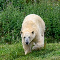 Z50_2410_27Jul21_sRGB