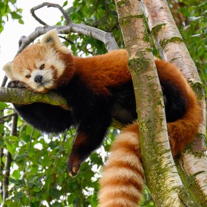 Yorkshire Wildlife Park