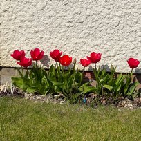 Garden, Home, Spring