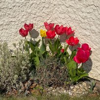 Garden, Home, Spring