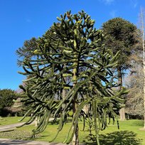 Bridlington, Jan, Sewerby Hall Garden