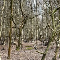 Skipwith Common