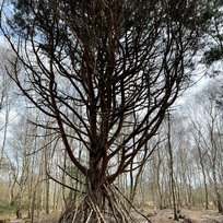 Skipwith Common