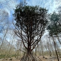 Skipwith Common