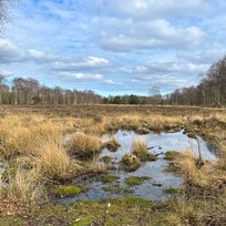 Skipwith Common