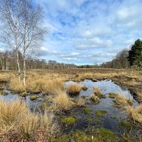 Skipwith Common