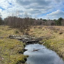 Skipwith Common