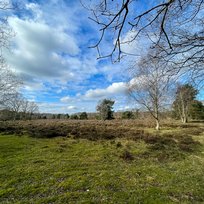 Skipwith Common