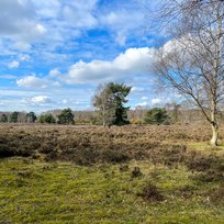Skipwith Common