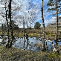 Skipwith Common