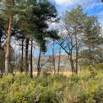 Skipwith Common