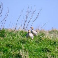 Nature Reserve, Spurn Point