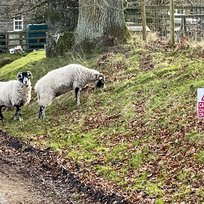 IMG_6958