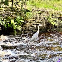 Glossop, Manor Park