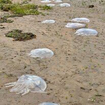Ravenglass2023