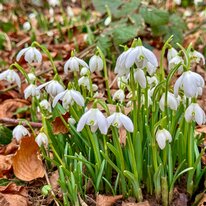 Sewerby Hall Garden, Snow Drops, Spring