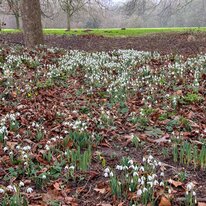 Sewerby Hall Garden, Snow Drops, Spring