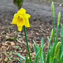 Sewerby Hall Garden, Spring