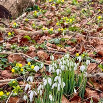 Sewerby Hall Garden, Snow Drops, Spring