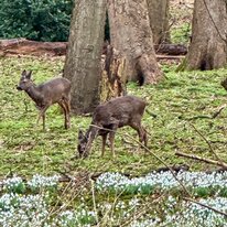 Deer, Sewerby Hall Garden, Spring