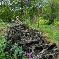 IMG_1427_sRGB