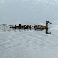 Hornsea, Mere