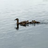 Hornsea, Mere