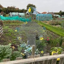 Allotments, Halloween, Hornsea