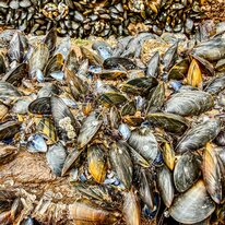 Beach, Hornsea, Low tide