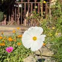 Beverely, Coronation Gardens